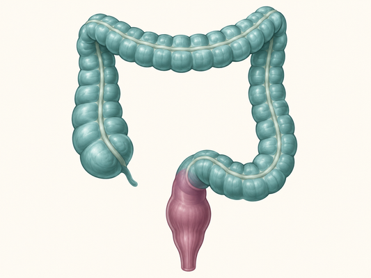AI educational illustration: Colon and Rectum