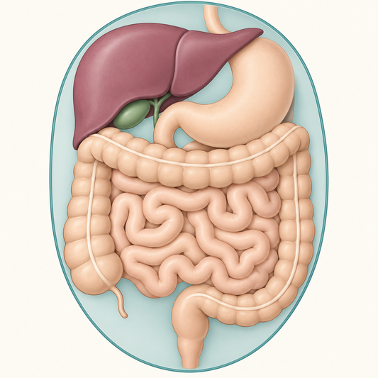 AI-generated educational illustration: Where is the peritoneum?. Not a real patient, diagnostic image or identified treating team.