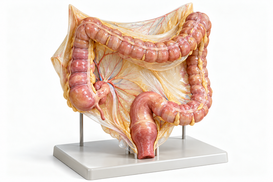 AI-generated educational illustration of the colon, rectum and surrounding tissue for colorectal surgery research.