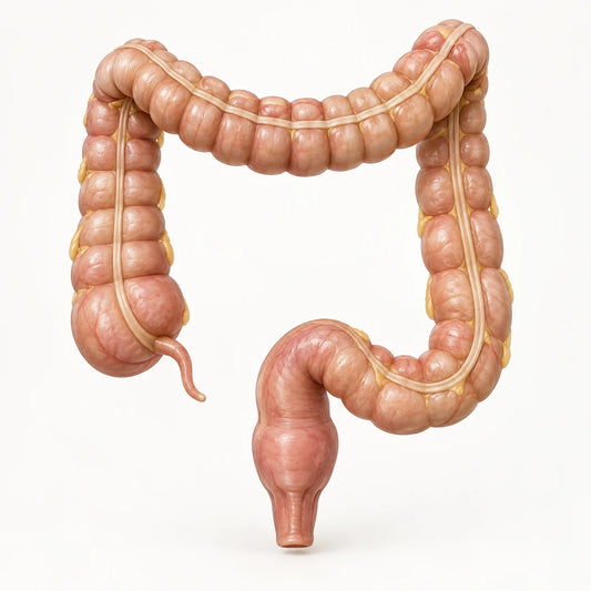 AI-generated educational medical model for colorectal cancer information.