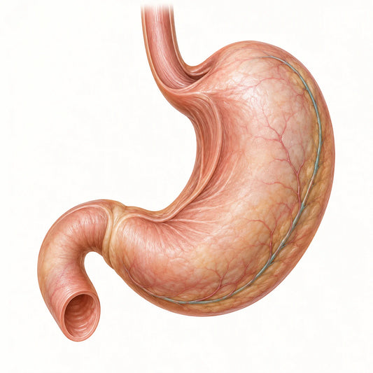 AI-generated educational medical model for gastric cancer information.