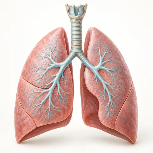 AI-generated educational medical model for lung cancer information.