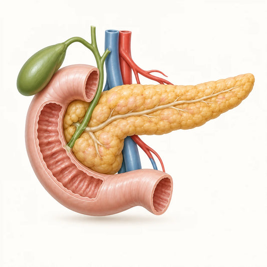 AI-generated educational medical model for pancreatic cancer information.