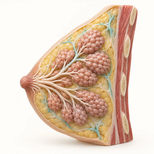 AI-generated educational medical model for breast cancer information.