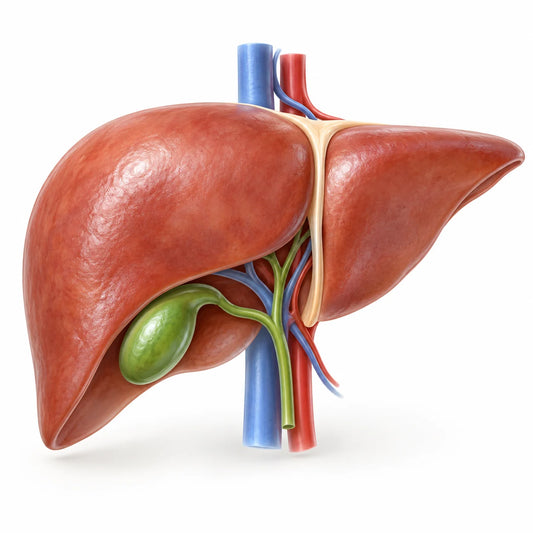 AI-generated educational medical model for liver cancer information.