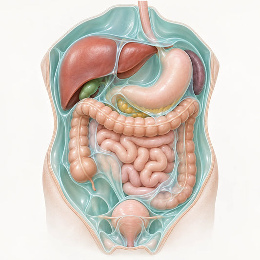 AI-generated educational medical model for peritoneal metastases information.