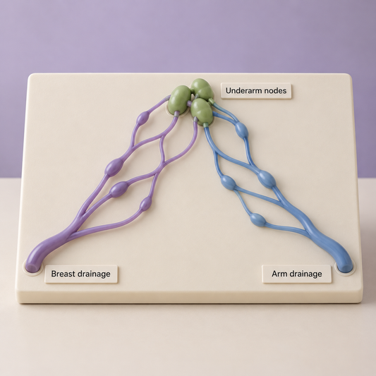 Conceptual physical teaching aid showing breast and arm lymphatic drainage toward underarm nodes